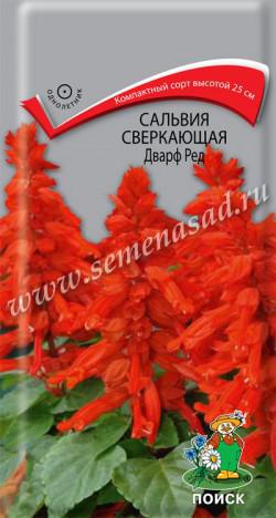Сальвия Дварф ред сверкающая (ЦВ) («1) 0,1гр.
