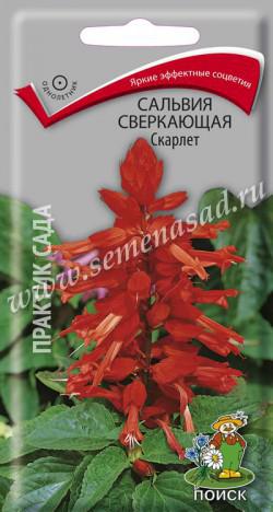 Сальвия Скарлет сверкающая (ЦВ) («1) 0,3гр.