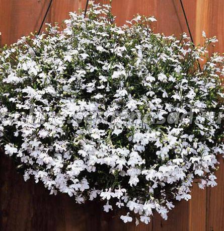 Лобелия ампельная Регата Вайт (1уп-100драже)