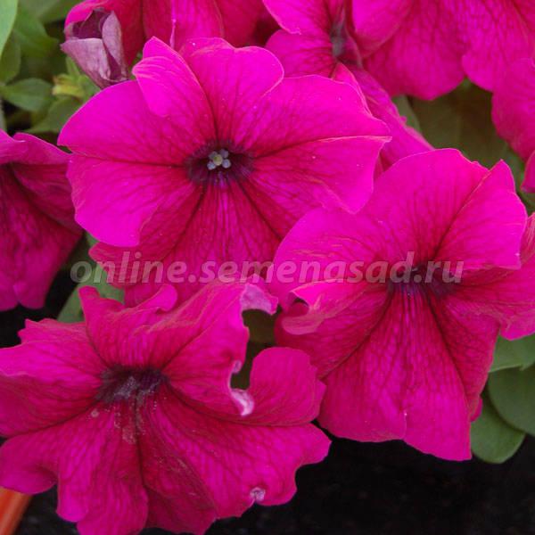 Петуния грандифлора Лимбо Джи Пи Бургунди (1уп-100драже)