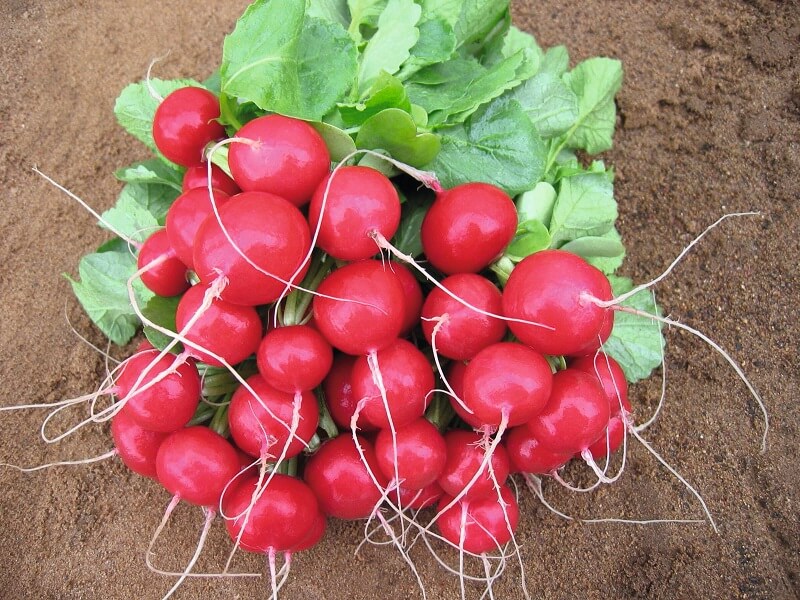 Редис Ребел (уп. 500гр)