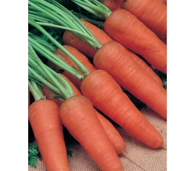 Морковь Шантанэ 2461