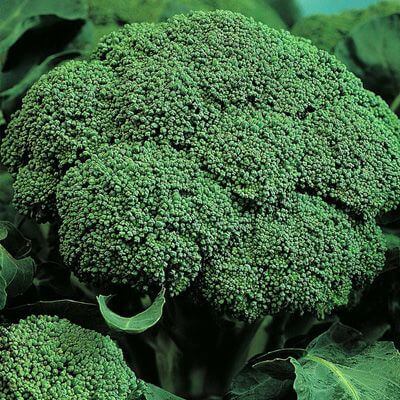 Капуста брокколи Белстар F1 (уп. 2500шт)