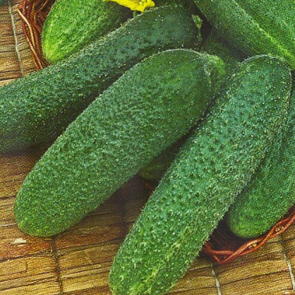 Огурец Трилоджи F1 (уп. 1000шт)