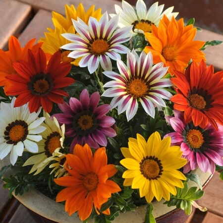 Газания Нью Дэй Микс (1уп-100шт)