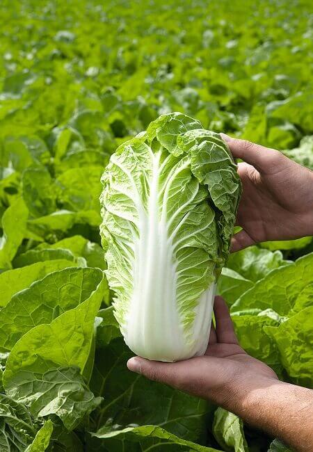 Капуста пекинская Маноко F1 (пак.2500шт)