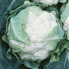 Капуста цветная Леканю (пак.2500шт)