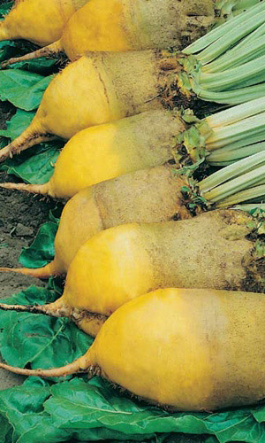 Свекла кормовая Эккендорфская желтая вес.