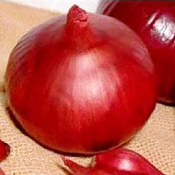 Лук репчатый Ред Барон (пак.250000шт) норм.