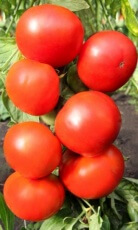 Томат Спиридон вес