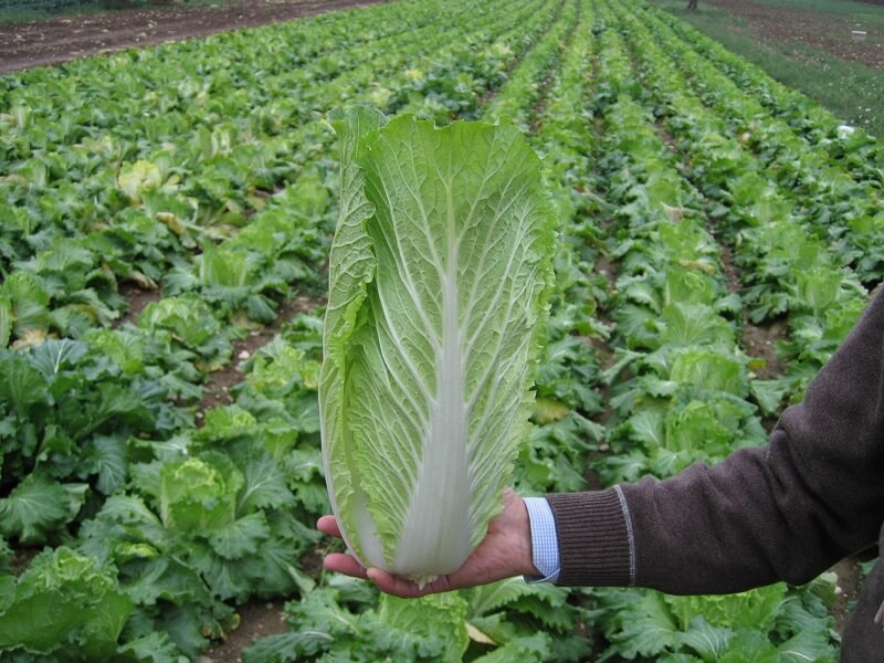 Капуста пекинская Таранко F1 (пак.2500шт)