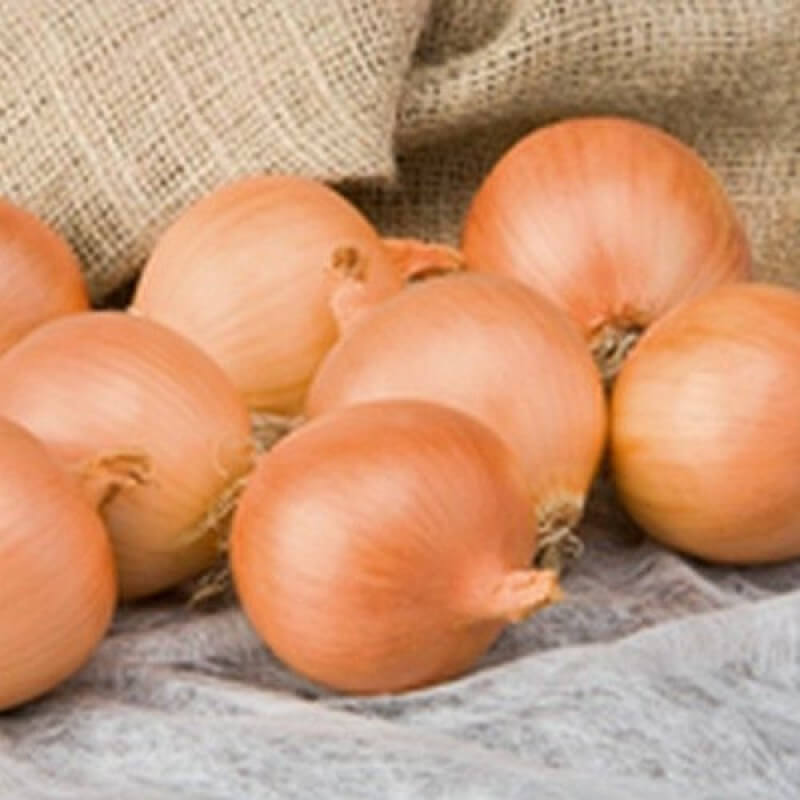 Лук репчатый Алонсо F1 (пак.250000шт) ~1160гр