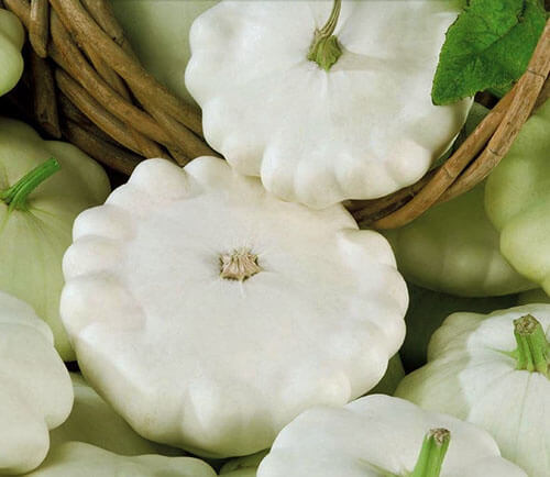 Патиссон Белые 13