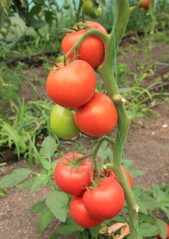 Томат Белфаст F1 (уп. 500шт)