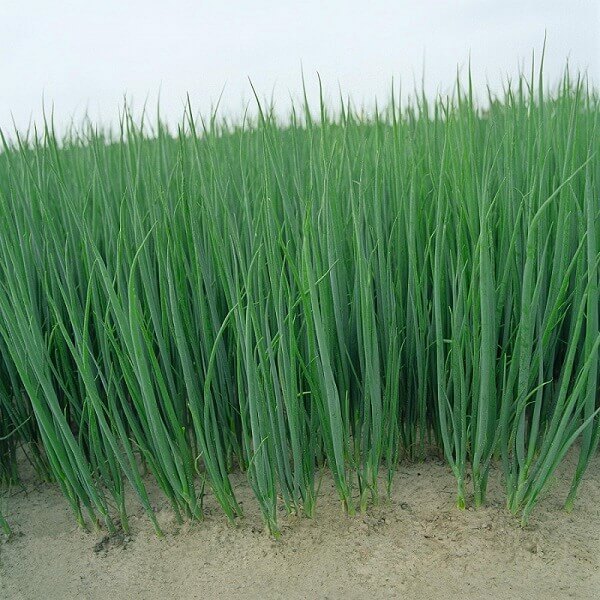 Лук Параде на зелень (пак.10 000 шт)