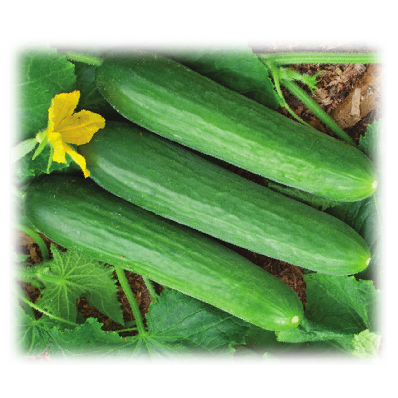 Огурец Фауст F1(1уп-250шт) (обработано тирамом)