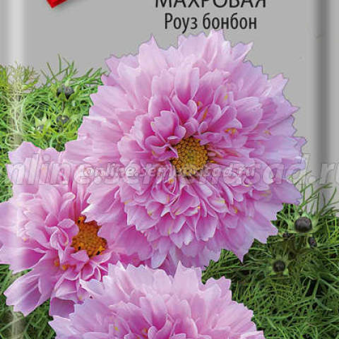 Космея Роуз бонбон махровая (ЦВ) («1) 0,1гр.