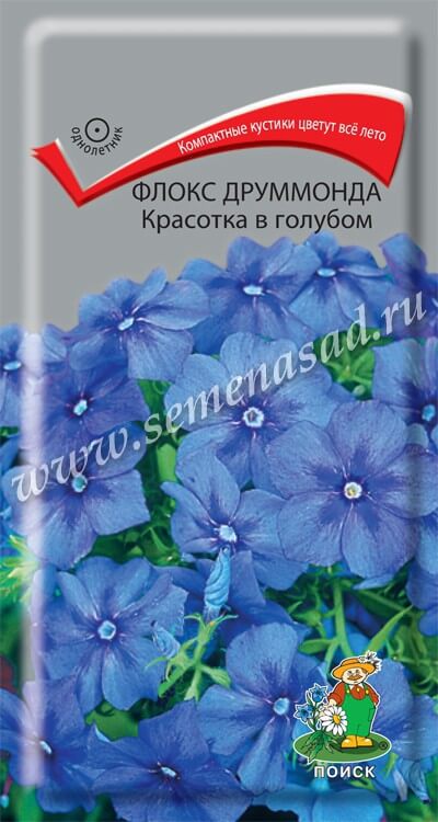 Флокс Красотка в голубом друммонда (ЦВ) («1) 0,1гр.