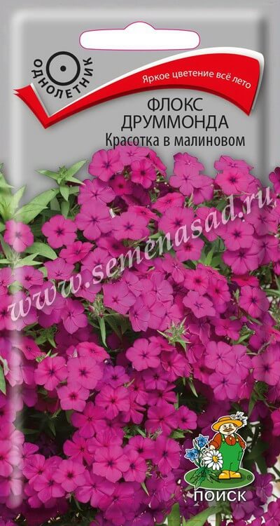Флокс Красотка в малиновом друммонда (ЦВ) («1) 0,1гр.