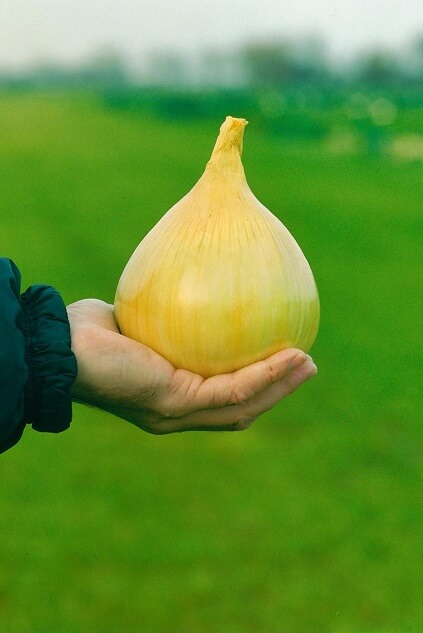 Лук репчатый Эксибишен сладкий (пак. 250000 шт) 1,08кг