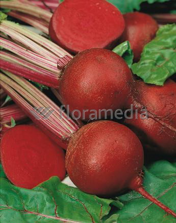 Свекла Субето F1 (пак. 50 000сем) 3,00-3,50