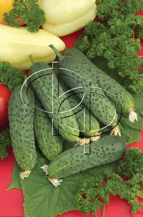 Огурец Платина F1 (пак.1000шт)