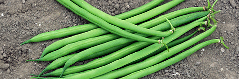 Фасоль Серенгети (пак. 100 000шт) мешок 18кг