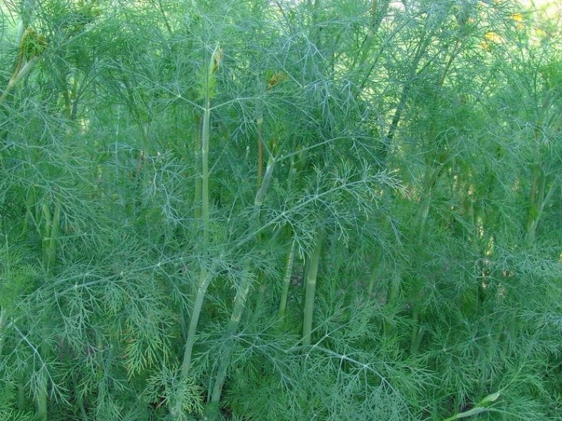 Укроп Реванш, 1кг