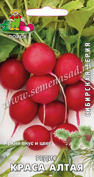 Редис Краса Алтая (сиб.серия) (ЦВ) 3гр.