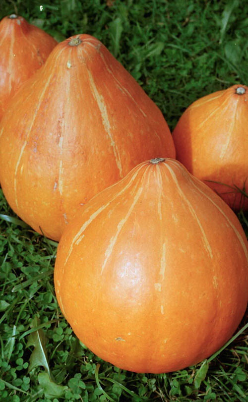 Тыква Россиянка