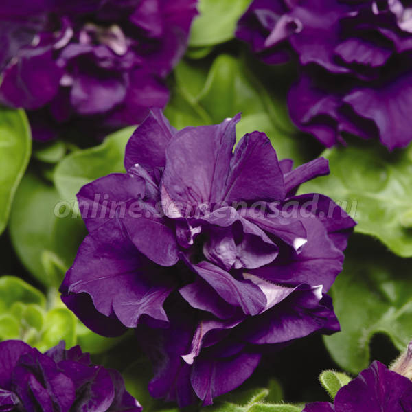 Петуния махровая Дуо Блю (1уп-100драже)