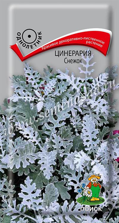 Цинерария Снежок (ЦВ) («1) 0,1гр.
