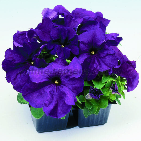Петуния грандифлора Лимбо Джи Пи Дип Парпл (1уп-100драже)