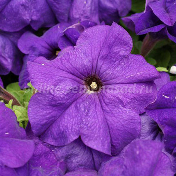 Петуния грандифлора Лимбо Джи Пи Мид Блю (1уп-100драже)