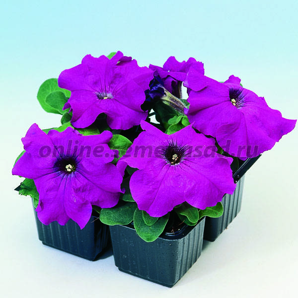 Петуния грандифлора Лимбо Джи Пи Виолет (1уп-100драже)