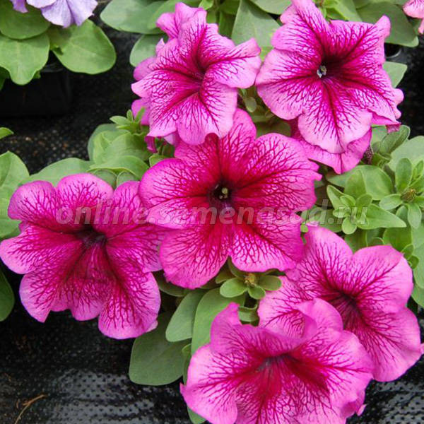 Петуния грандифлора Лимбо Джи Пи Плам (1уп-100драже)