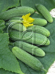 Огурец Адам F1 (пак.1000шт)