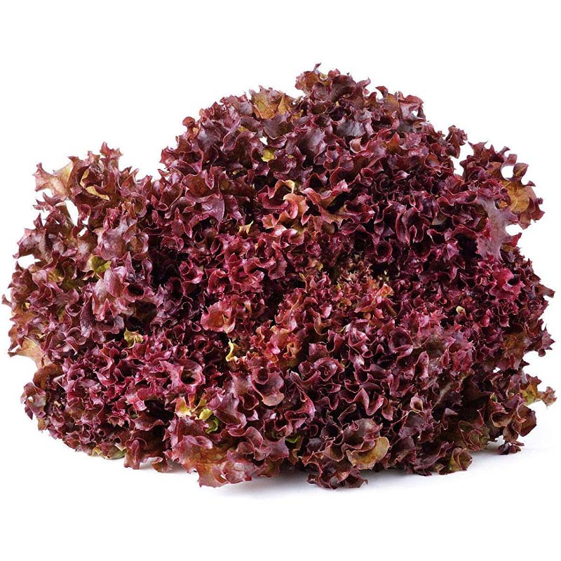 Салат Гранатовые кружева (1уп.-5000шт) (инкруст. сем)