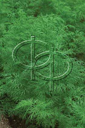 Укроп Дельта, 1кг