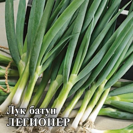Лук батун Легионер, 100г