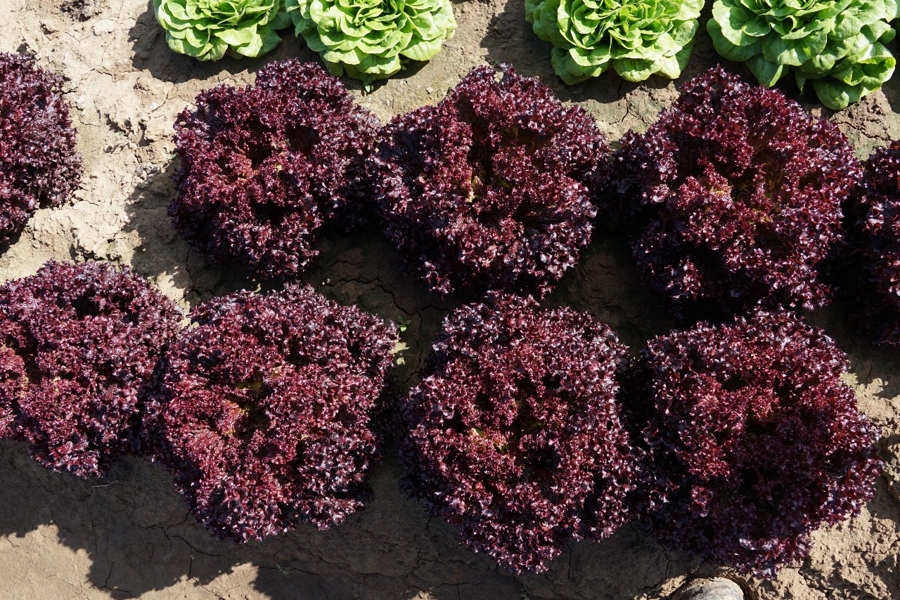 Салат Солос (салат Лолло, трипл ред) уп. 5000драже