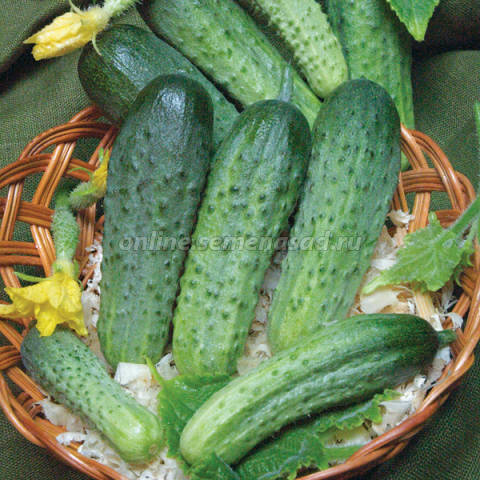 Огурец Кристина F1 (1уп-250шт) п-к (инкруст,сем)