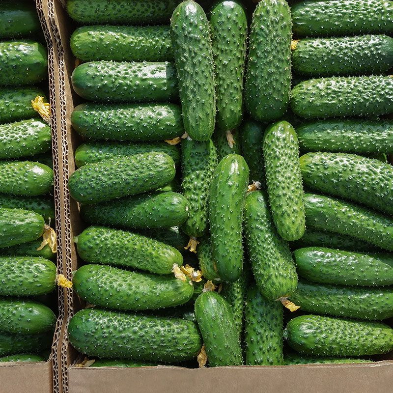 Огурец Аристан F1 (пак.1000шт)