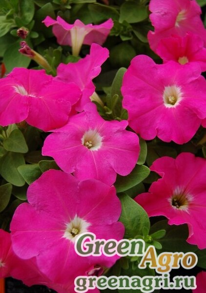 Петуния мультифлора Мамбо Джи Пи Пинк (1уп-100драже)