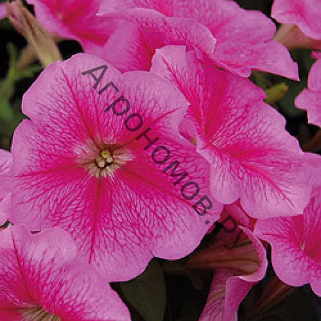 Петуния мультифлора Мамбо Джи Пи Роуз Вейнед (1уп-100драже)