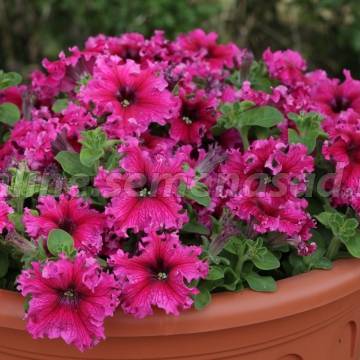 Петуния бахромчатая Эспрессо Фраппе Роуз (1уп-100драже)