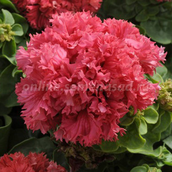 Петуния махровая Дабл Каскад Валентин (1уп-100драже)