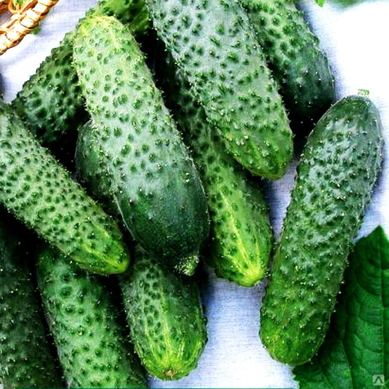 Огурец Директор F1 (пак.500шт)