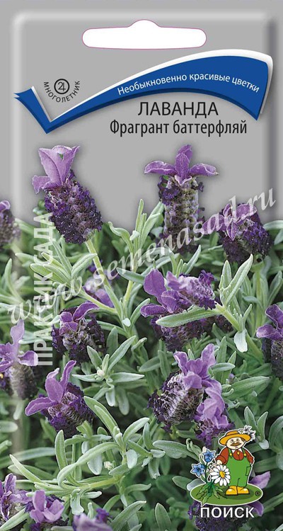 Лаванда Фрагрант баттерфляй (ЦВ) («М) 20шт
