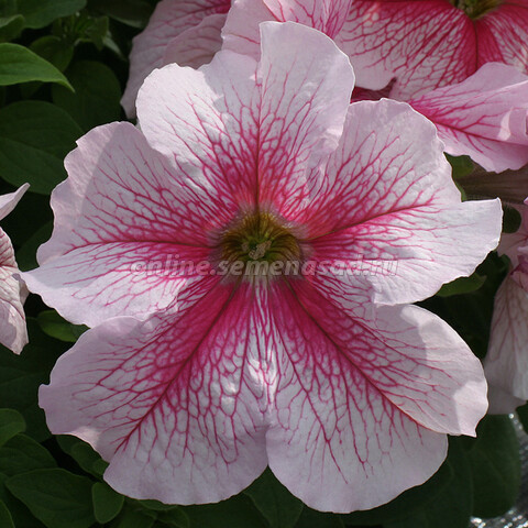 Петуния грандифлора Призм Распберри Сандай (1уп-100драже)